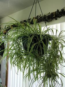 spider plant-air-purifying plants, Milford, Berlin Berlin, MA